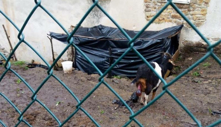 PACMA denuncia el estado de inanición de los animales en una explotación ganadera de Liérganes