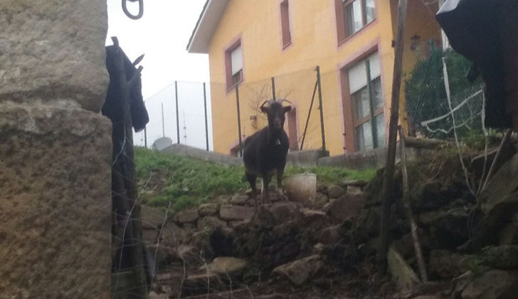 Imagen de uno de los animales de la explotación de Liérganes tomada el pasado miércoles