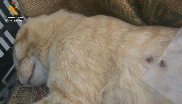 El SEPRONA ha identificado al autor de la muerte del gato en Sariñena (Huesca)