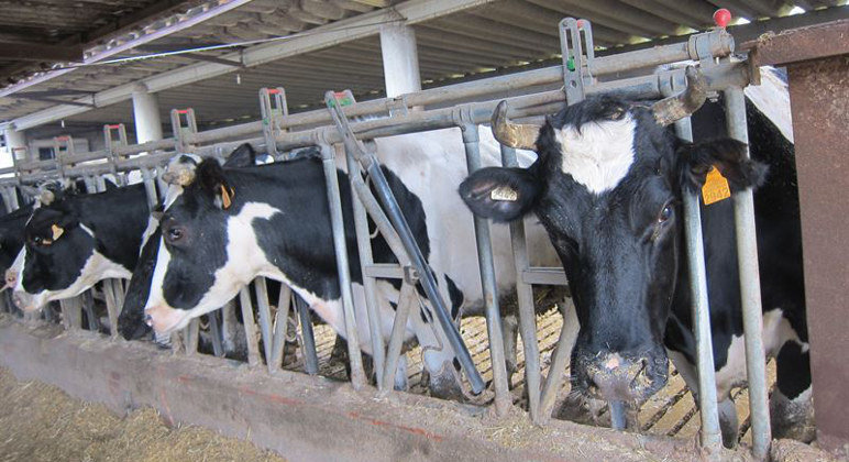 Los productores del sector lácteo podrán pactar la producción para mejorar los precios