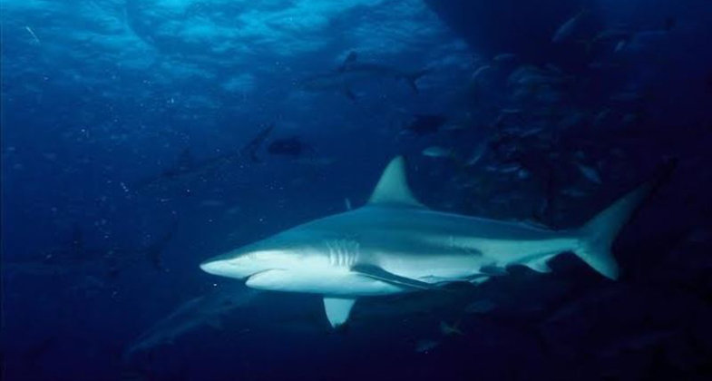Un surfista australiano está en estado grave tras el ataque de un tiburón
