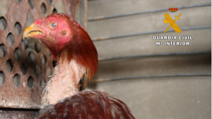 Uno de los gallos que ha localizado la Guardia Civil y que estaban mutilados por participar en peleas