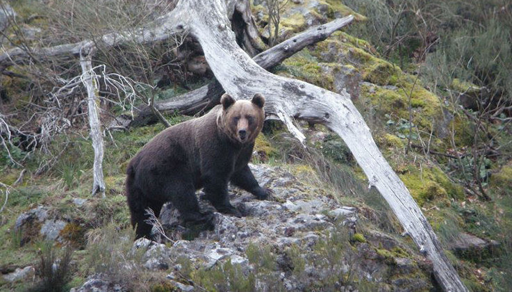 El oso pardo ha triplicado su población en la zona de Cantabria