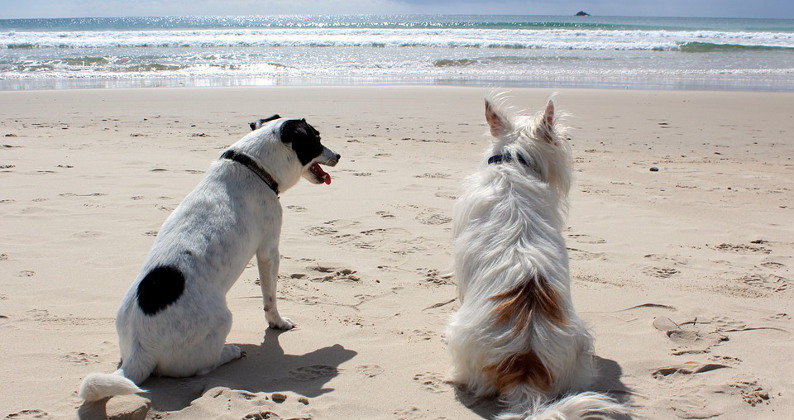 Los perros no podrán pisar las playas de Santander este verano durante el horario de uso