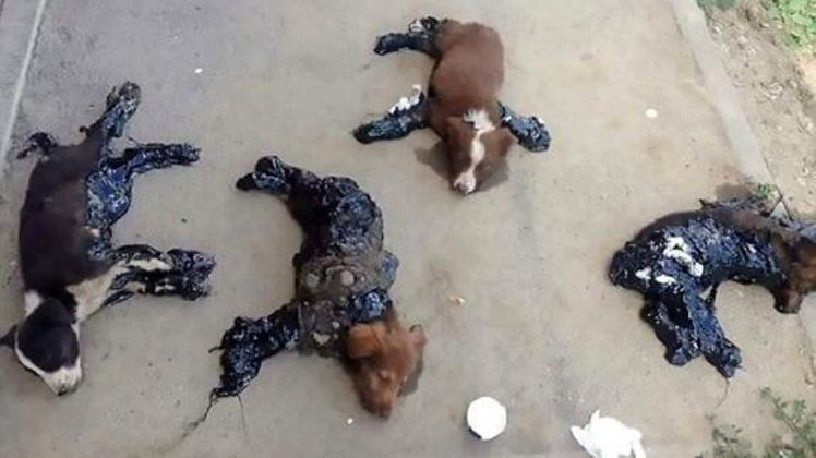 La imagen de los cuatro cachorros se ha hecho viral en redes sociales