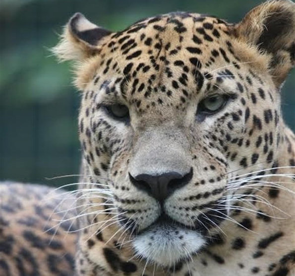 Los Leopardos de Sri Lanka también conocidos como Leopardos de Ceilán,