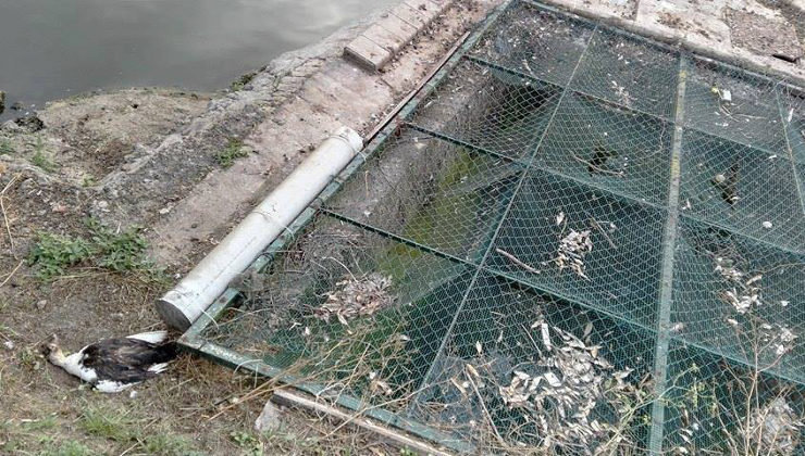 El estado de abandono del Estanque de La Cantábrica deja imágenes como esta de animales muertos