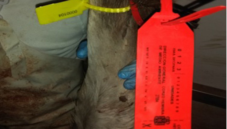 Un coto de caza ha sido denunciado por poner precintos de corzo a ciervos abatidos. Foto: Policía Foral