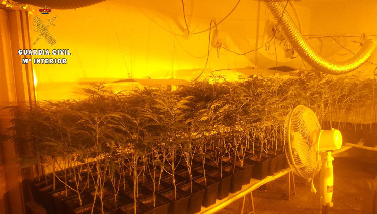 Madre e hija han sido detenidas por cultivar 1.085 plantas de marihuana