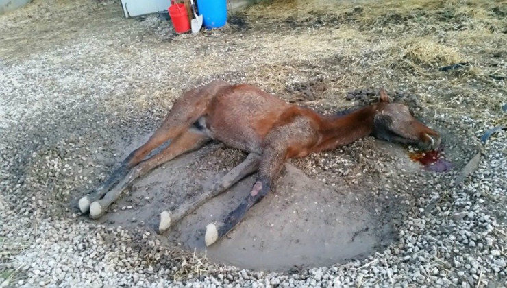 Varios caballos han muerto por la dejadez de su dueño. Foto: Gurelur