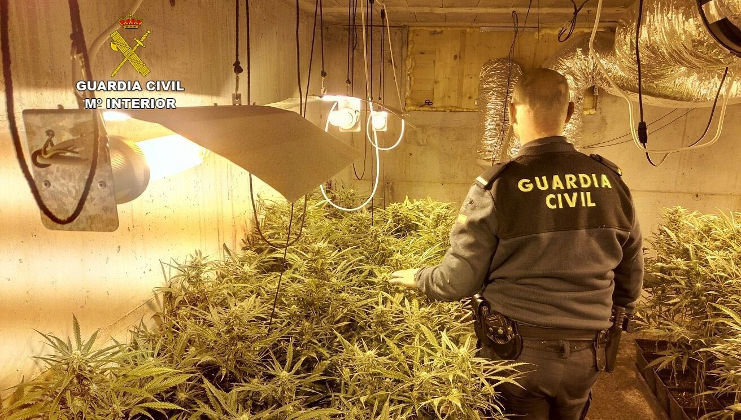 La Guardia Civil ha desmantelado una plantación de marihuana de 300 plantas
