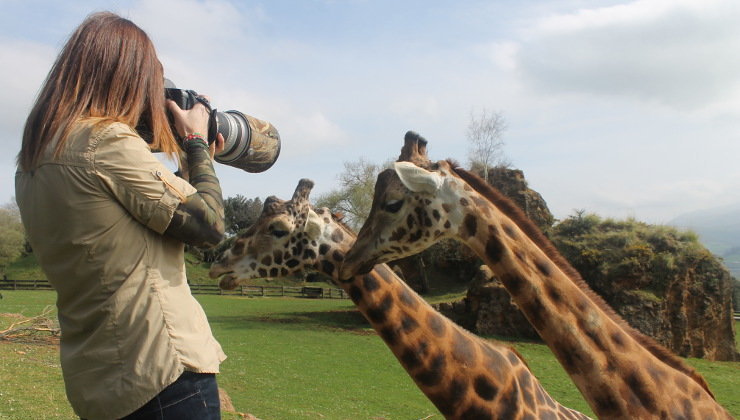 Marina Cano fotografía algunas de las jirafas de Cabárceno