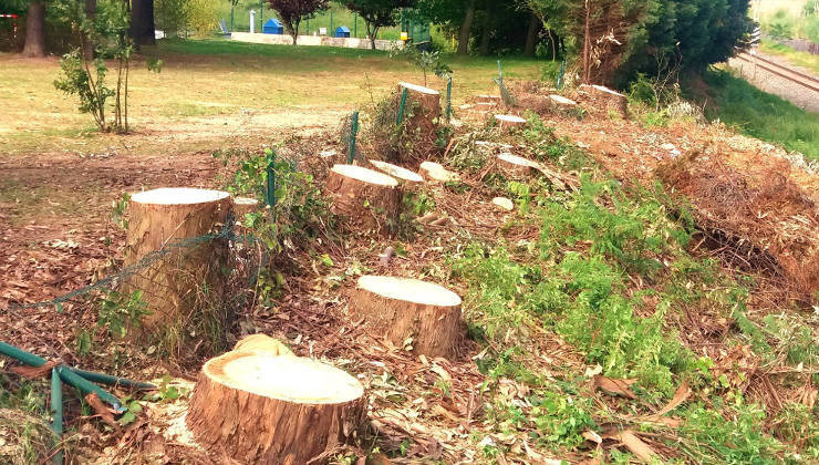 ARCA denuncia la tala de 47 árboles en la calle San Martín del Pino de Santander