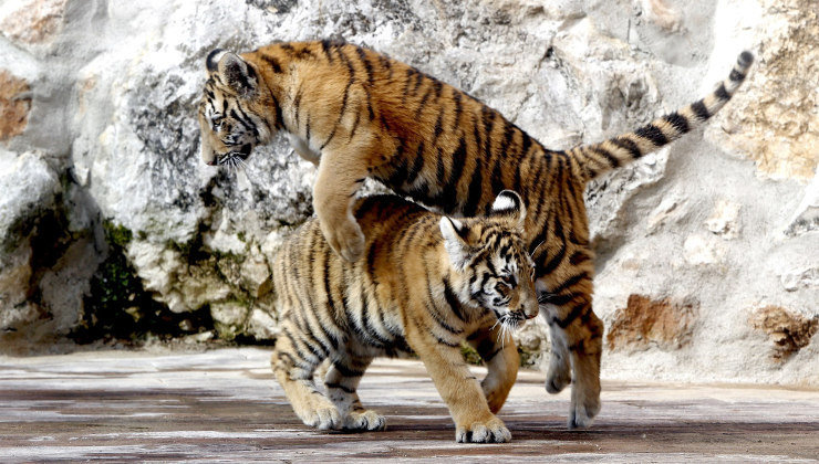 Dos nuevos tigres de Bengala podrán verse en el Parque de Cabárceno