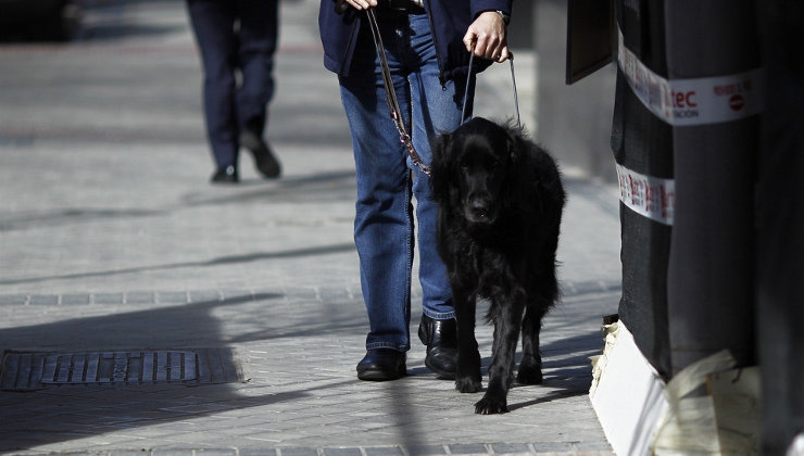 Cantabria regula el acceso de personas discapacitadas con sus perros de asistencia a lugares públicos, de uso público o privados de uso colectivo
