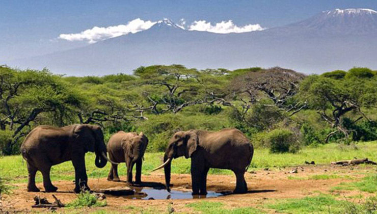 Chebera-Churchura parque natural etiopia elefantes
