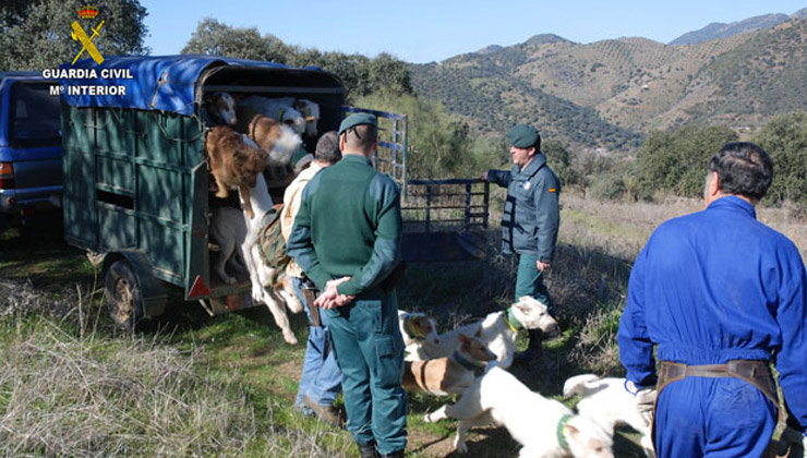 Agentes del Seprona controlan un grupo de perros en la sierra de Córdoba