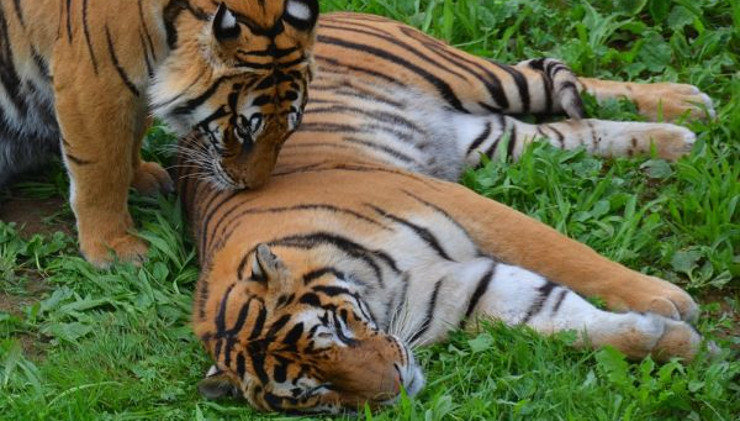 Un nuevo tigre de Bengala ha nacido en Cabárceno