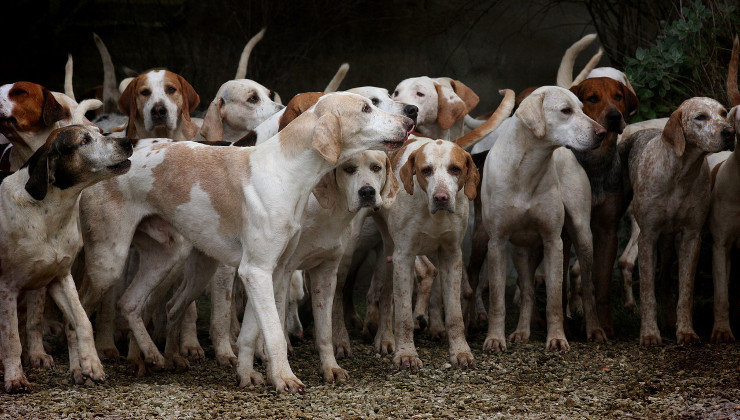 Manada de perros de presa. Foto: Pixabay