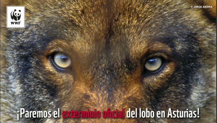 WWF denuncia batidas de lobos asturias