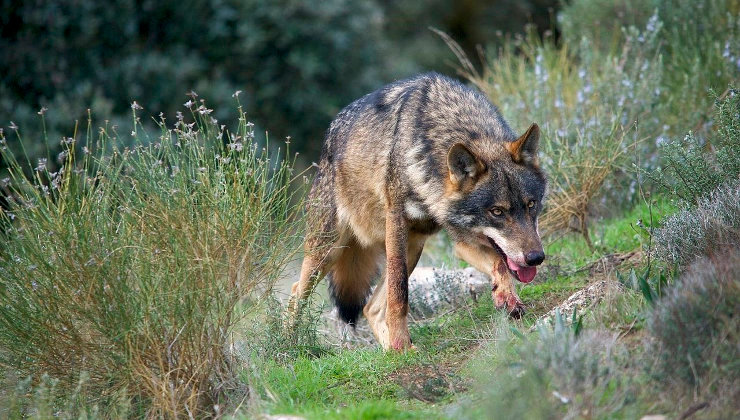 Ecologistas alerta de que no es verdad que haya más lobos en España