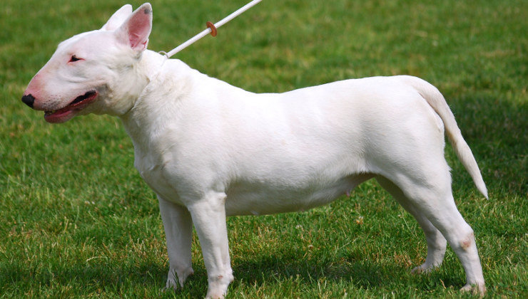 El perro que ha atacado al menor era de la raza bull terrier. Foto: Wikipedia
