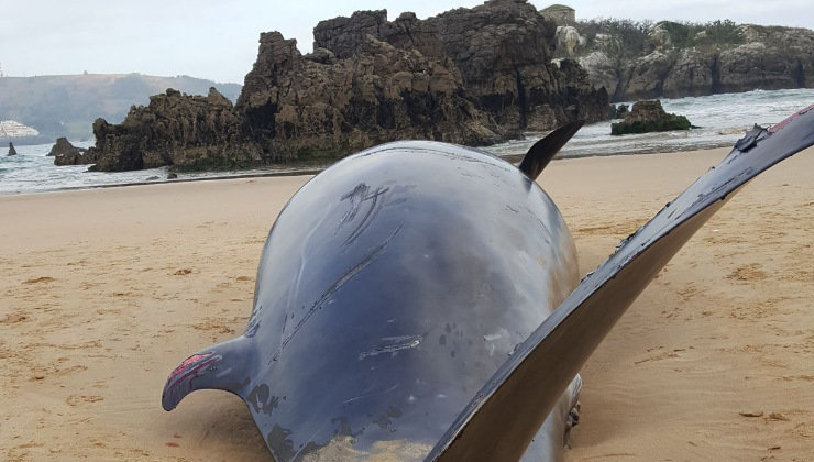El cetáceo, similar a un delfín, en la playa de Ris