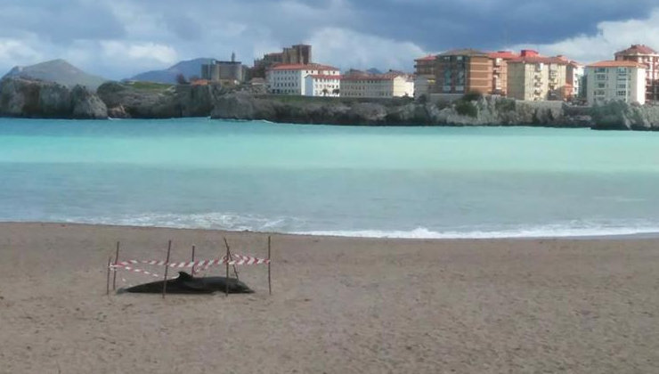 Imagen del delfín que ha aparecido muerto en una playa de Castro Urdiales. Foto. Facebook Onda Cero Castro Urdiales