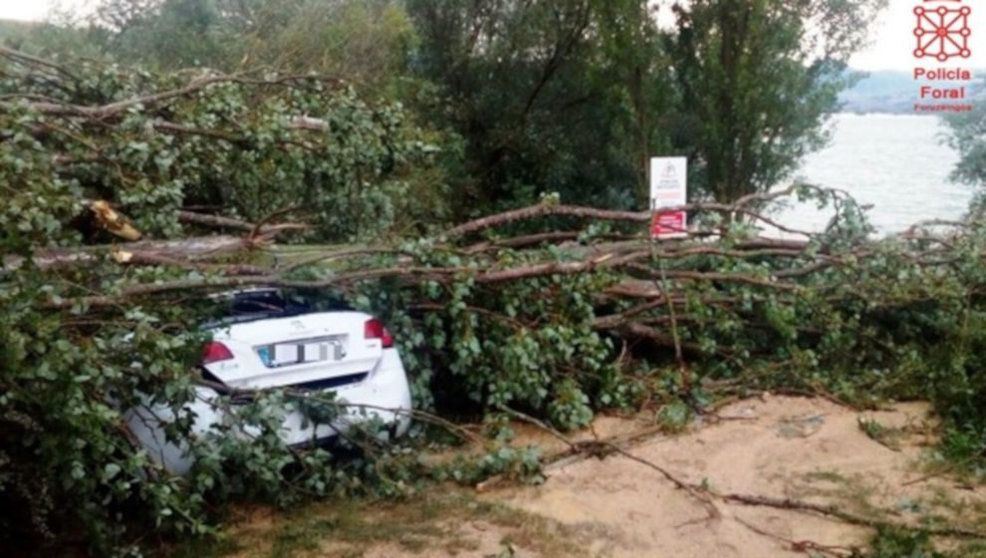 Imagen del árbol caído sobre el vehículo