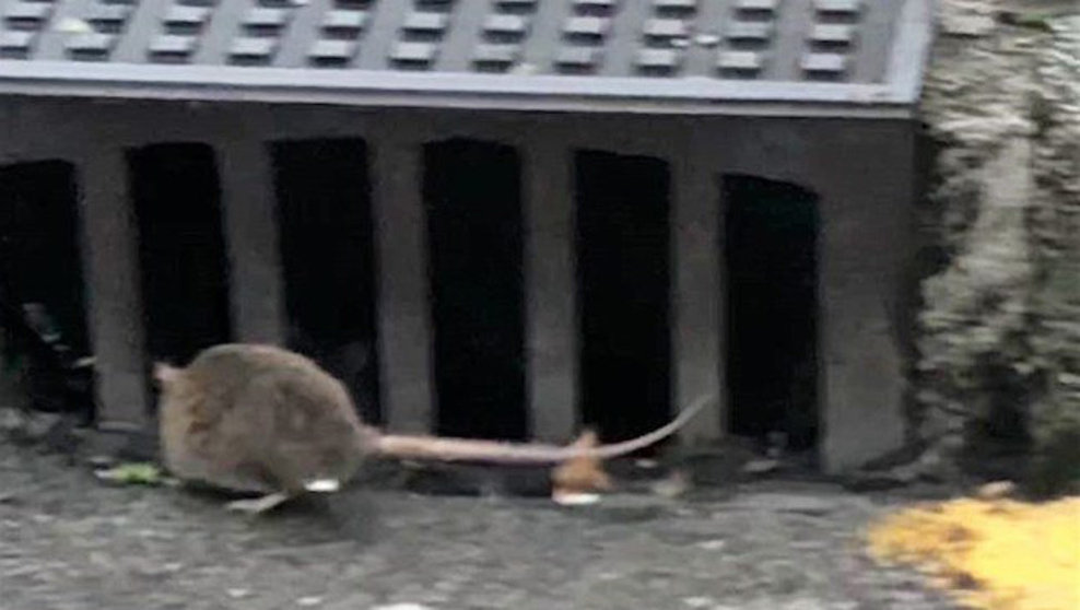 PP alerta de la presencia significativa de ratas en la ciudad