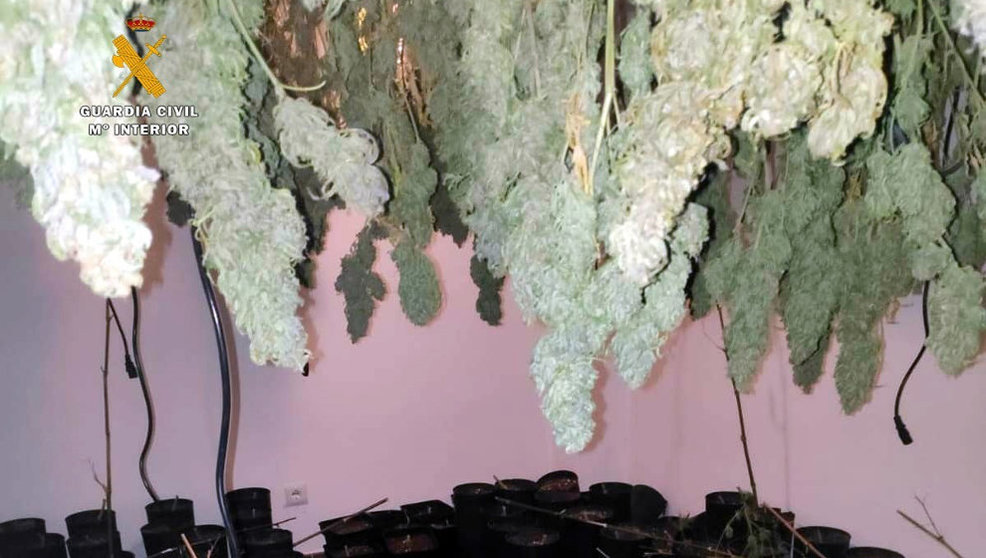 Plantas de marihuana localizadas en Treto