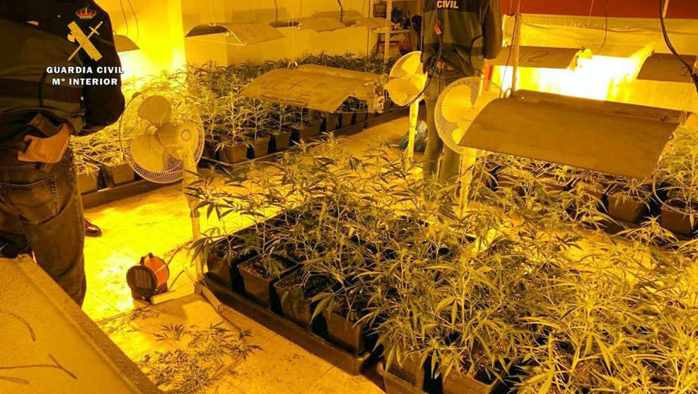 Plantación de marihuana en Sonabia