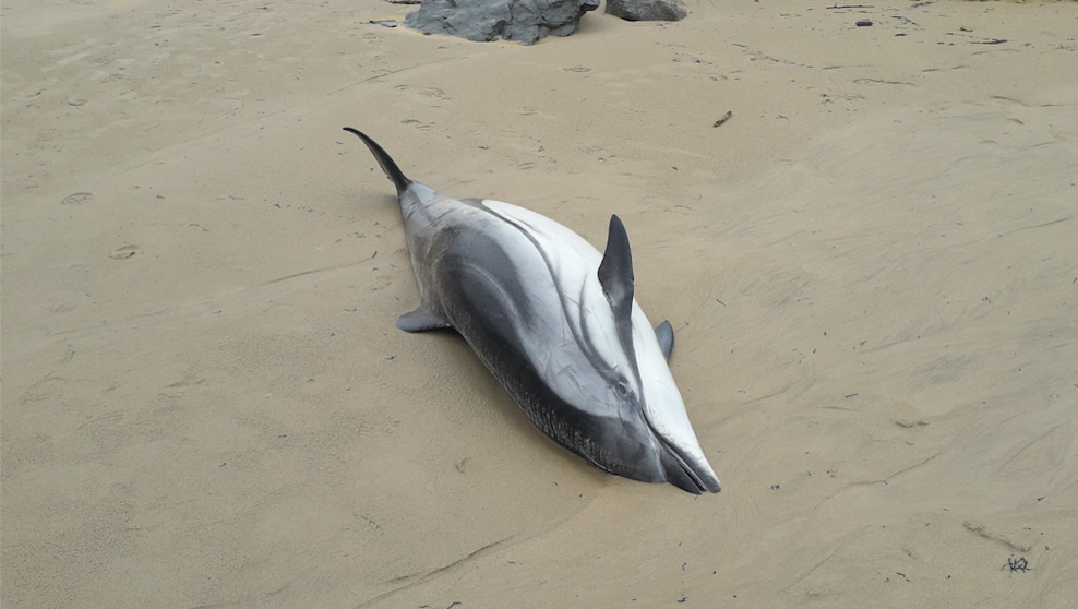 Uno de los delfines encontrados