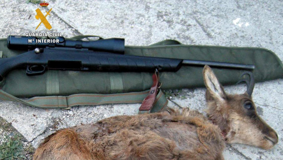 Uno de los rebecos junto al arma de los cazadores furtivos en Picos de Europa