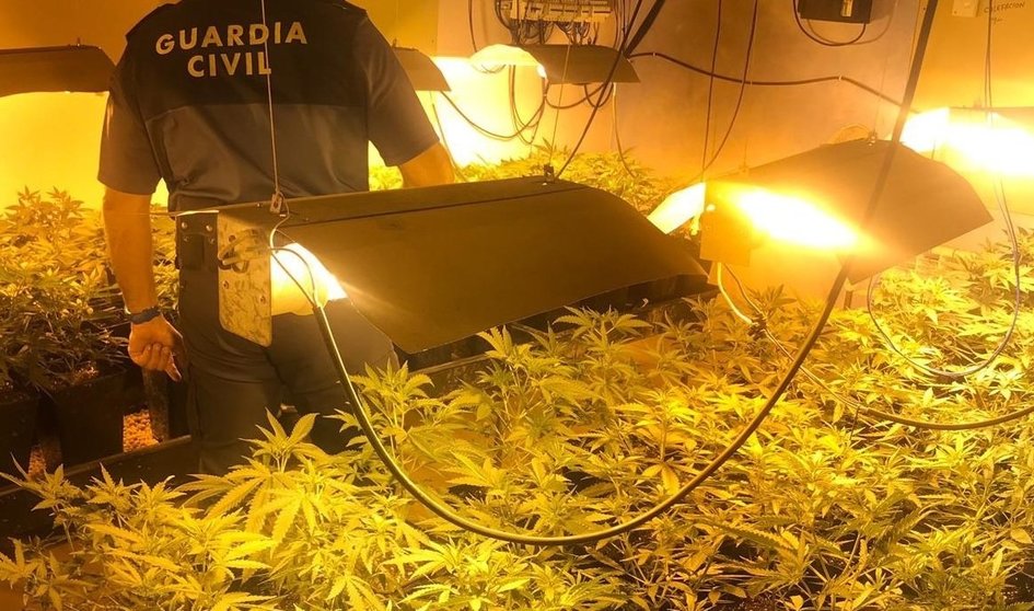 Imágenes de la plantación de marihuana desmantelada en Hornedo 
Imágenes de la plantación de marihuana desmantelada en Hornedo (Entrambasaguas)


8/3/2019