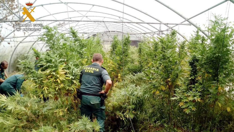Plantación de marihuana dentro de una explotación de tomates