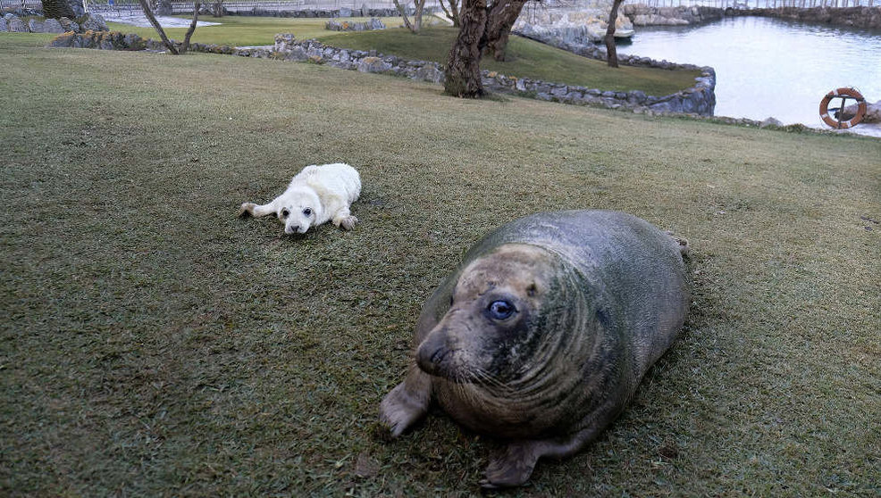 La nueva cría de foca gris, junto a su madre en el minizoo de La Magdalena