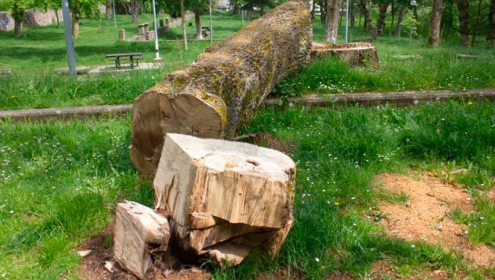 ARCA denuncia la tala de fresnos centenarios en el Parque de las Fuentes