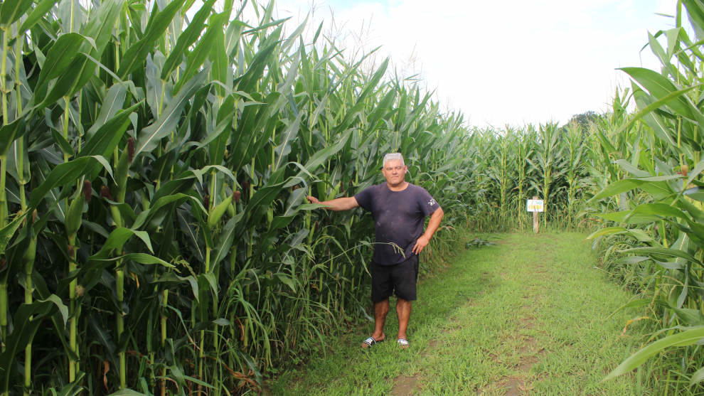 Jesús Alonso, creador del proyecto, en el gran laberinto de maíz de San Román de Cayón