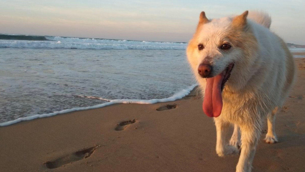 Un perro paseando por la playa