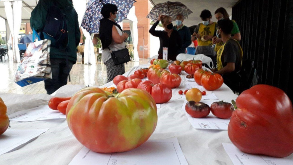 Feria Nacional del Tomate