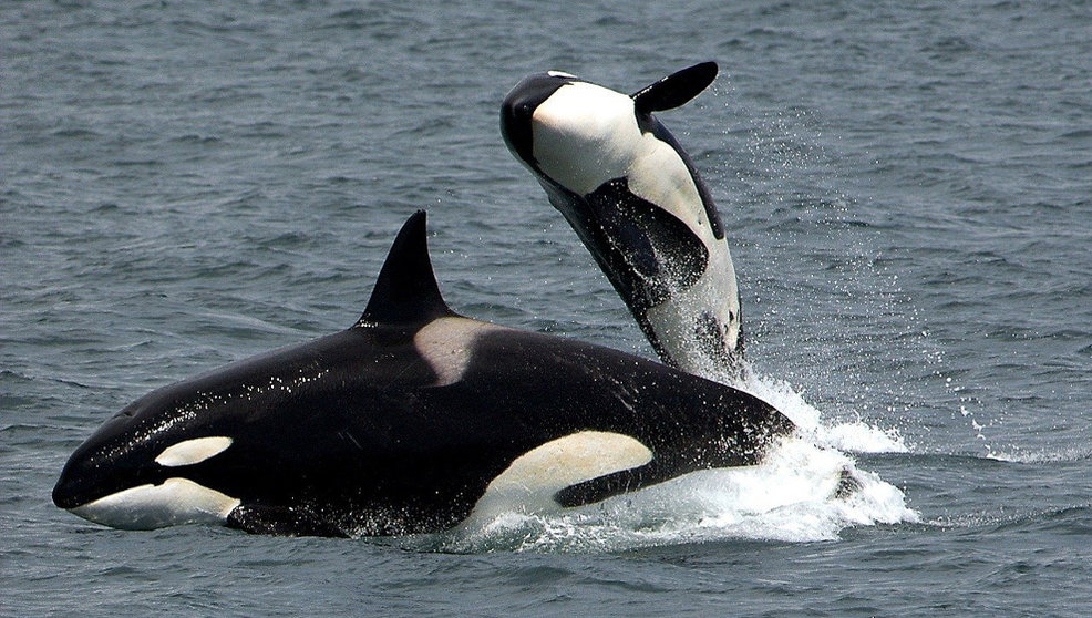 Grupo de Orcas | Foto: Pixabay