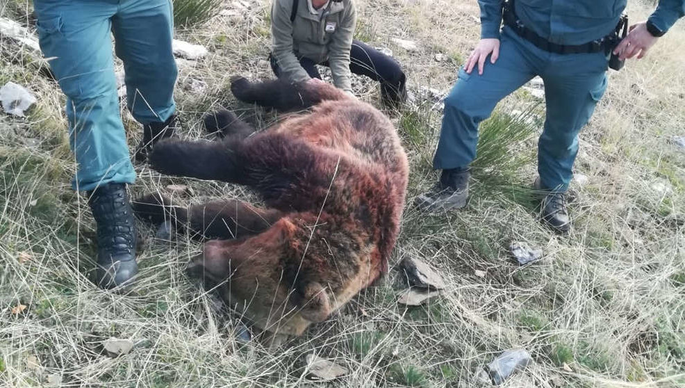 Cadáver de la hembra de oso pardo | Foto: Guardia Civil