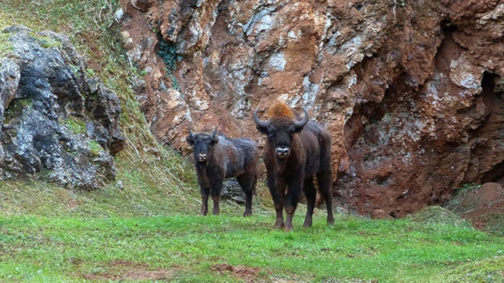 Bisontes del Parque de Cabárceno