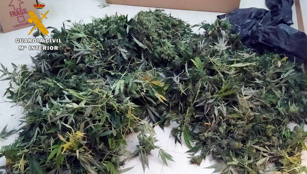 Plantas de marihuana intervenidas
