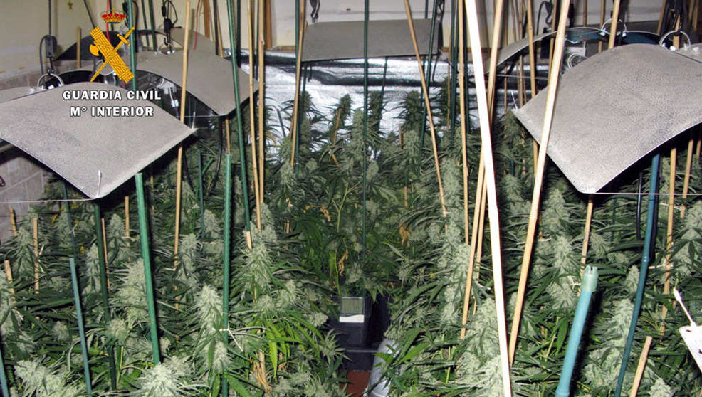 Plantación de marihuana desmantelada en una casa de Castro Urdiales