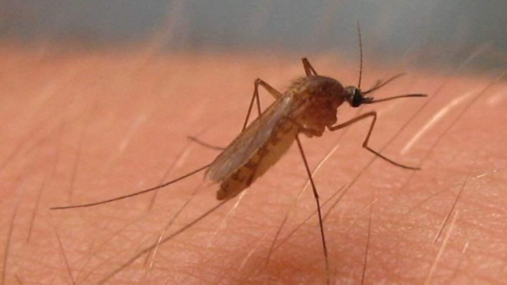 Culex pipiens, mosquito del virus del Nilo Occidental en América del Norte