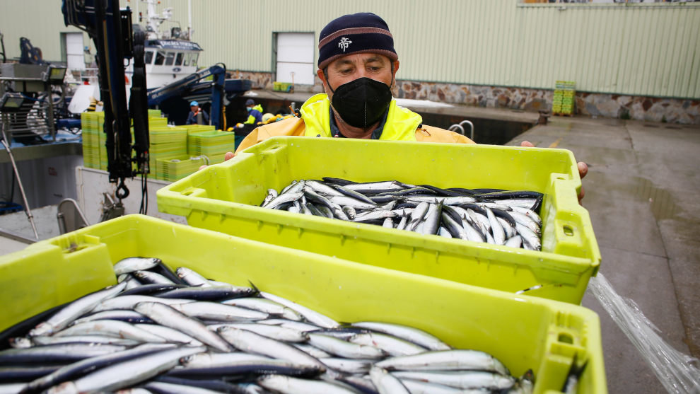 Un trabajador muestra una caja durante la campaña de pesca de la anchoa
