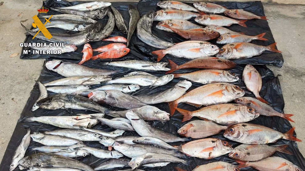 Pescado intervenido en la operación en el puerto Marina de Santander 