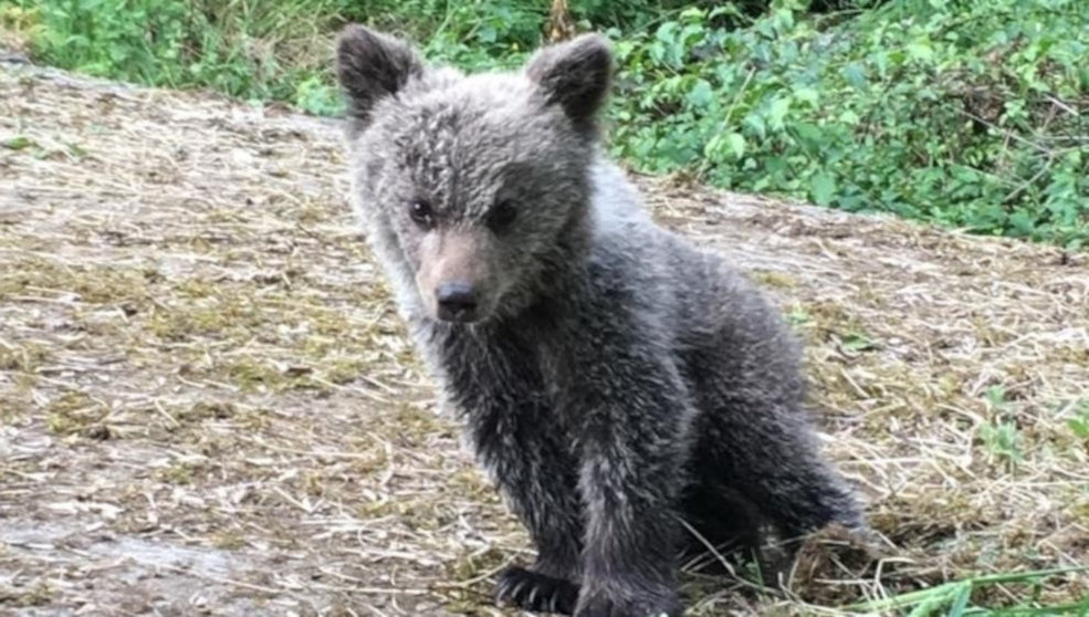 El Gobierno de Asturias pondrá en marcha el programa de geolocalización de osos pardos